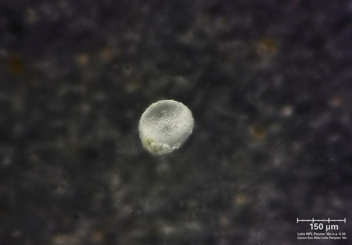 Argilla della spiaggia di Xi - Cefalonia